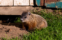 Groundhogs 2015-06-07